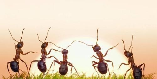 电影霸主|如果人类突然从地球消失，最有希望成为新霸主的会是哪一个物种？