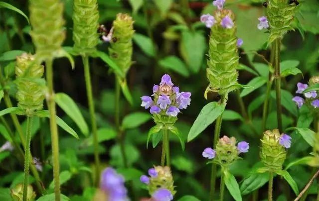 夏枯草@此草人称“纯阳之草”，春生夏亡，入药可清一身肝火，消诸类瘿瘤