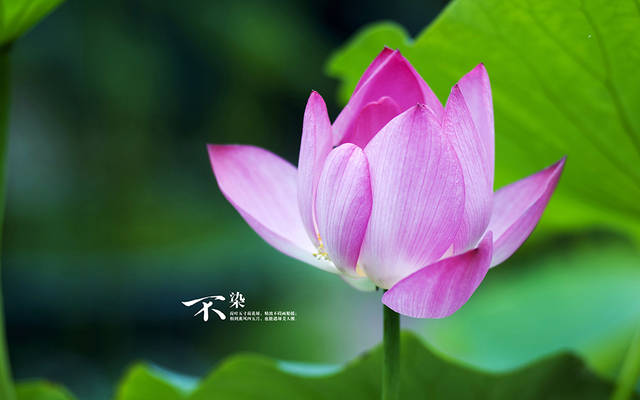 「运势」5月7.8.9号，运势喜人，收入大涨，福运当头的属相