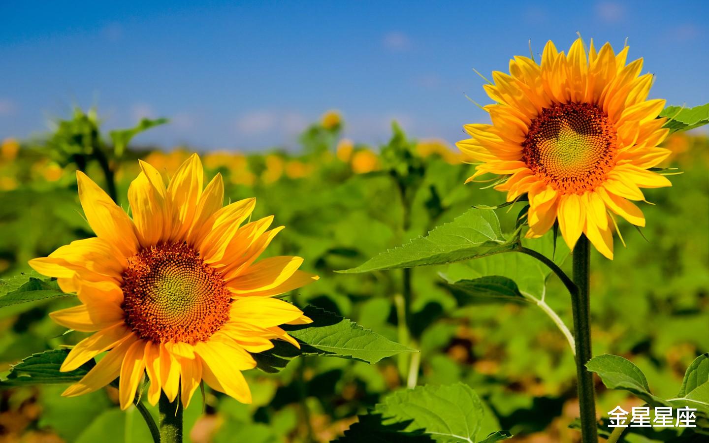 生肖|福星降临,3生肖最近半年强势转运,逢财必发遇事顺,成为人上人