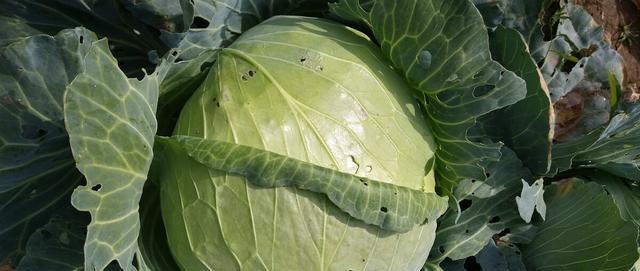 包菜|菜市场里的这4种包菜尽量别买,仔细一看,猫腻太多,别再买错了