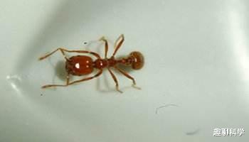 红火蚁|行军蚁大战红火蚁，蚁后被斩首，逃兵被追回就地处置