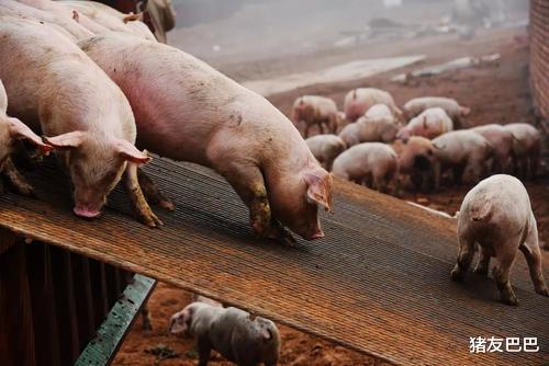 「生猪价格」猪价“横冲直撞”,涨势“收不住”,要破20元一斤?附14日猪价!