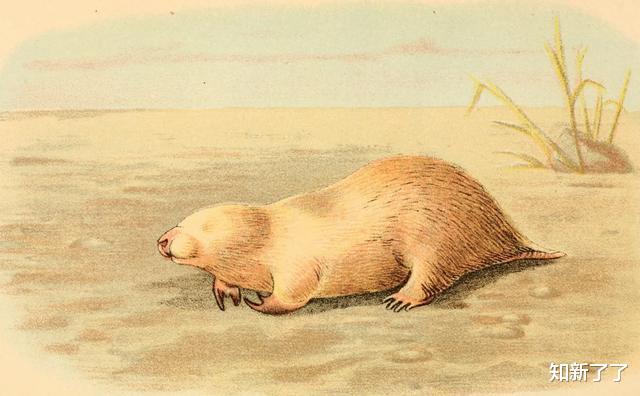 活火熔城▲进化自我复制的8个狂野的例子