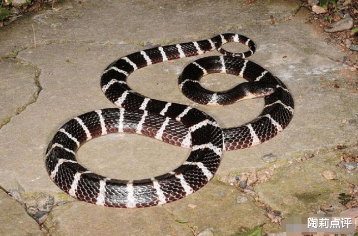 探测器|毒性排名世界前五的毒蛇，国内只有一种蛇类上榜