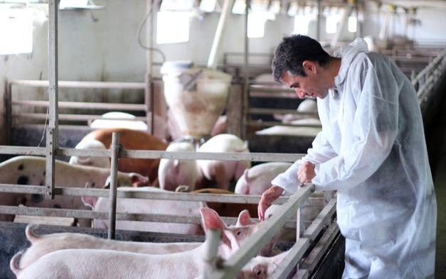 生猪价格|猪价“9连跌”，全国大片飘绿，接下来要跌到白菜价？看专家咋说