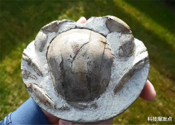 化石■新西兰海滩的圆石头,男子在打磨8小时后,在里面有新发现!