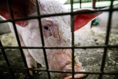 野猪|家猪离开了人类就无法生存？说这话的人，多半不知道家猪的实力