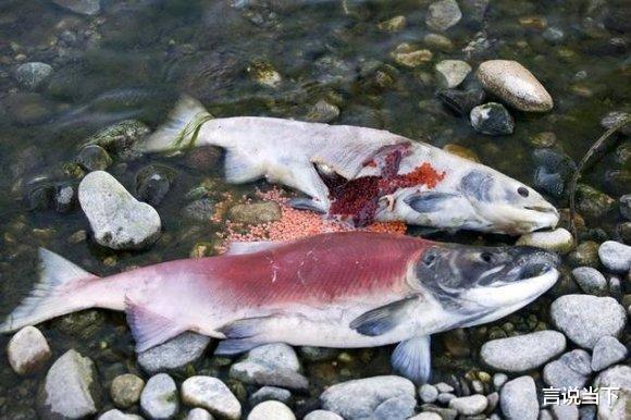 「三文鱼」三文鱼案板的背后,挪威及丹麦“无意”之作,却导致了国内的悲剧