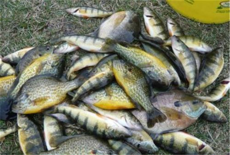 日本：1999年引进中国“绿鱼”，入侵我国20年，日本却开启全民钓鱼模式