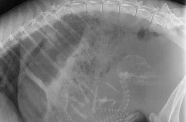 『脑死亡』看看这些动物怀孕的X光照, 终于知道鲨鱼为什么那么凶恶了