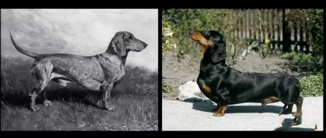 「基因」为什么人类近亲结婚有基因缺陷?而动物界比如猫狗,却越纯越好?