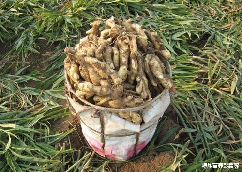 糖尿病|糖尿病患者能吃生姜吗？对血糖影响大还是小？营养师告诉你答案