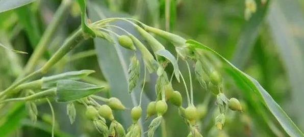 薏仁|十个女性九个虚,多用一物煮粥吃,腰不疼腿不软,子宫也干净了!