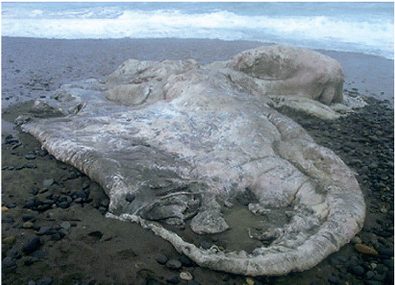 @这些被大海冲上岸的未知生物, 最后一个好像恶魔