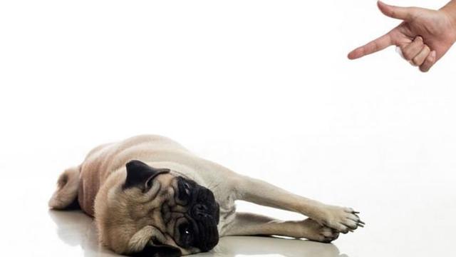 如何训练狗狗装死？其实过程不困难，重要的是要有耐心