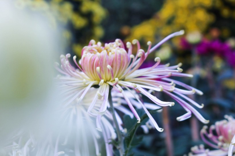 「生肖」7月下旬姻缘找上门，邂逅真爱，牵手一生幸福的4大生肖