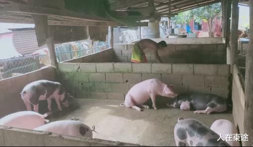 人在柬途 在柬埔寨养绵羊不赚钱？本地养殖户：每头售价300多美元