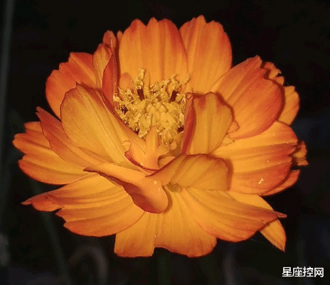 |哪些月份出生的人，行事风格爽快，容易得他人器重，职场新宠