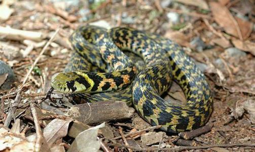 【科学家】这种毒蛇体内藏有毒液,很多人却认为它是无毒蛇,这是什么原因?