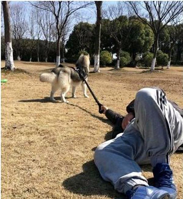 为了防止二哈拆家，这些铲屎官的做法，简直“丧心病狂”