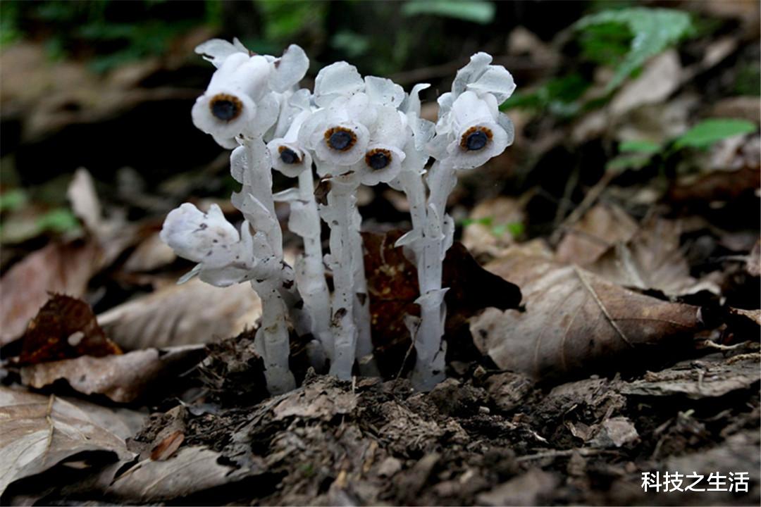 显微镜|贵州森林发现珍稀植物，被称作“死亡之花”，对人类是好是坏？