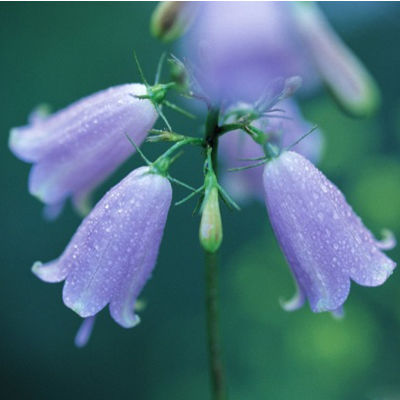 『生肖』有凤凰命的3大生肖女, 年龄越大越有钱, 大富大贵连三代