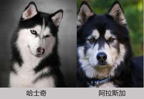 这三对常见的宠物犬，你能分的清吗？堪称宠物犬中的双胞胎！