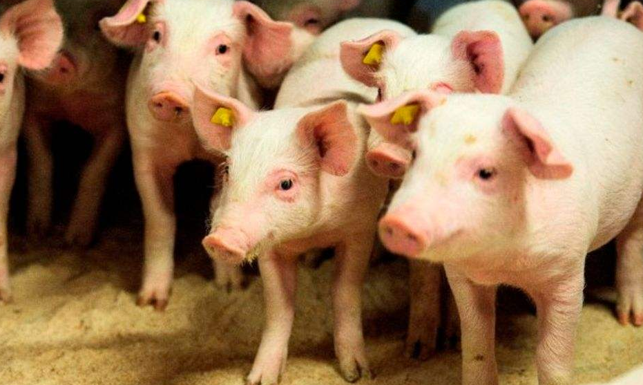 猪肉|世界猪肉出口第一国：三个人可养一万头猪，年出口量3000万吨