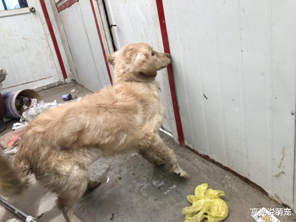 金毛被拴在家里，它很愤怒，结果周围的东西全部咬坏了