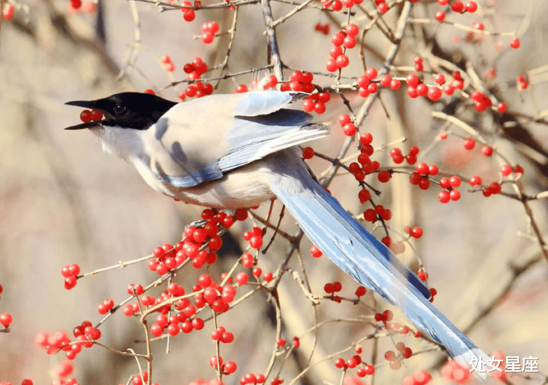 【生肖】恭喜！3生肖大富大贵，事业大有成就，春风得意