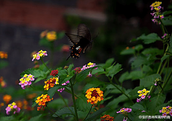 运势|7月14号开始，4属相吉星相伴，事业运势高涨，喜气洋洋，越过越好