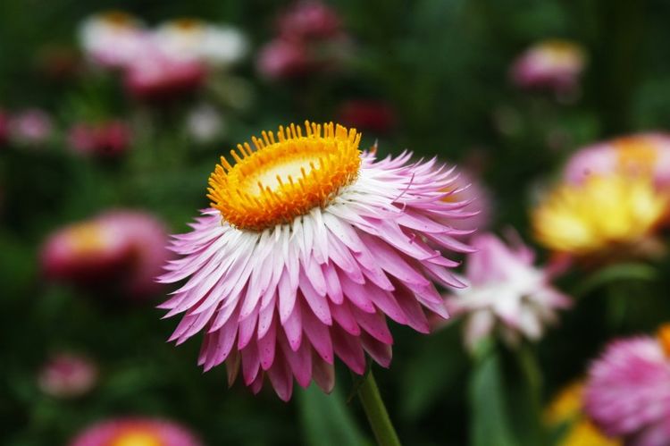 旧爱|8月下旬的4大生肖，桃花喜上眉梢，有缘人及时出现，谱写爱情姻缘