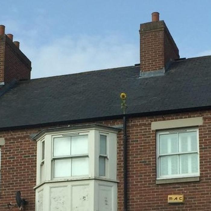 蜘蛛:22张证明「世界比你想像中更诡异」的大自然惊奇照:蜘蛛网变成巨大拉链!