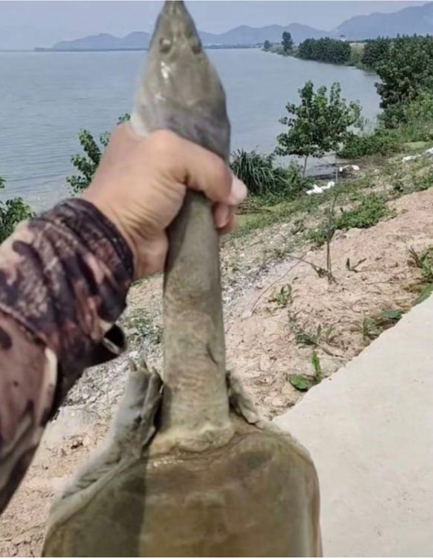 饵料|千岛湖“二十斤大鳖”爬上岸，被岸边钓鱼人捕获，是保护动物？