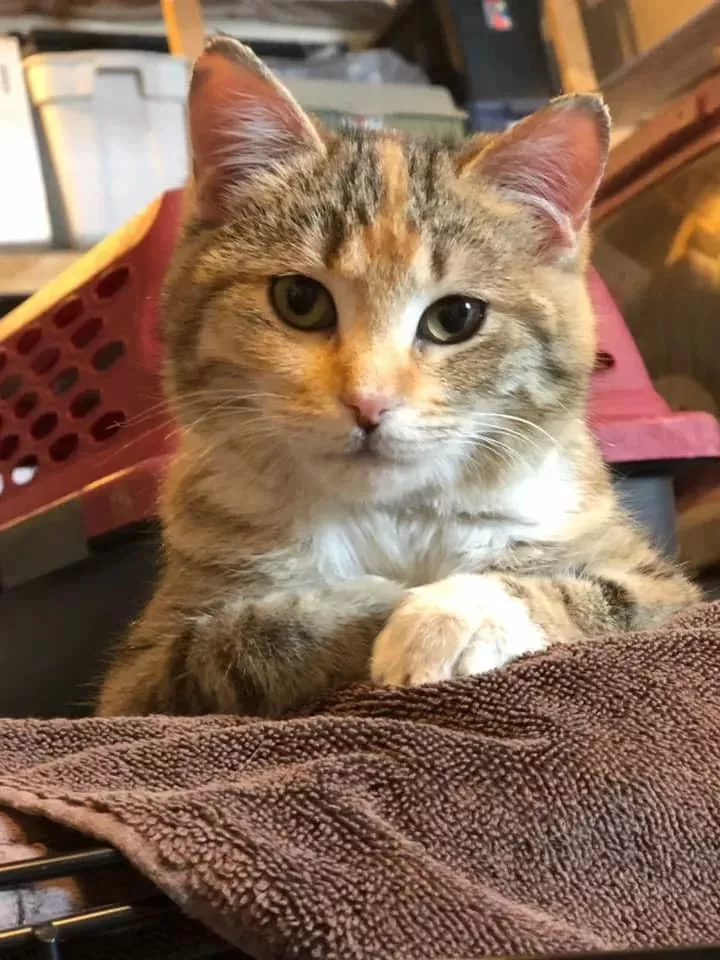 零下32度，流浪猫敲窗向消防员求救，结果...蛋蛋没了...