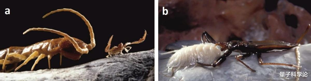 科学家|打开500万年前的洞穴,科学家看到“外星世界”,颠覆生命认知
