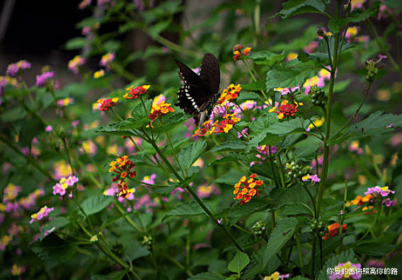 运势|未来一周吉星庇佑,4属相运势上上签,生活顺利又如意,好运连连