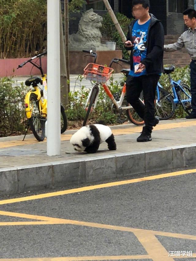 网友在路上看到有人溜“熊猫”，走近一看立刻就笑了