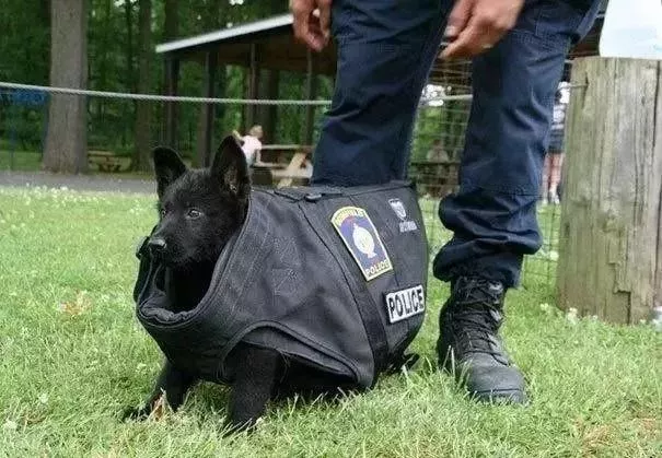 第一天上班的小警犬，紧紧的抱住警员，网友：这也太萌了吧