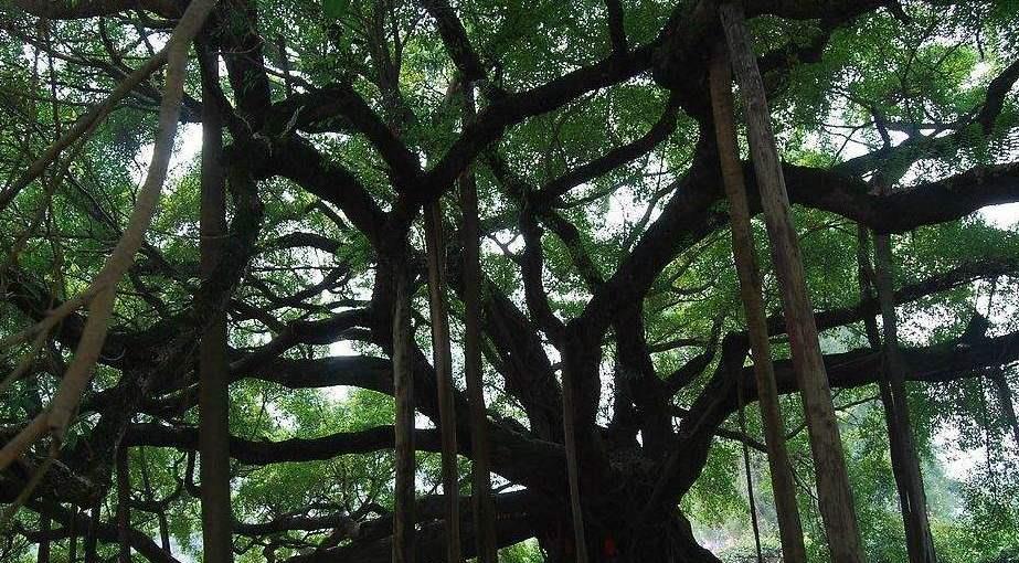 小鸟天堂|广东“最大的”榕树：500年树龄占地20亩，被巴金称为小鸟天堂