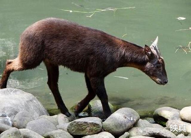 顺丰速运|浙江大爷发现一只“四不像”，专家到场，要求立即封村