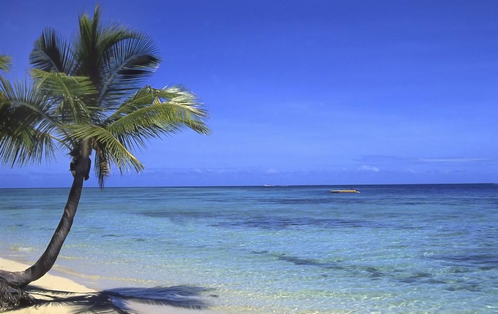 南海|南海琼台礁上长了一棵椰子树，我国雷达，军舰，战机为它保驾护航