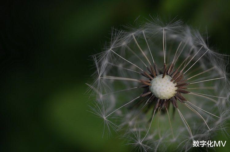 属牛|生意兴旺，事业腾达的四大星座，8月份好运来到家门前！