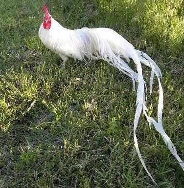 【】被日本‘圈禁’的一种鸟，尾羽有4层楼高，寿命竟高达10年以上