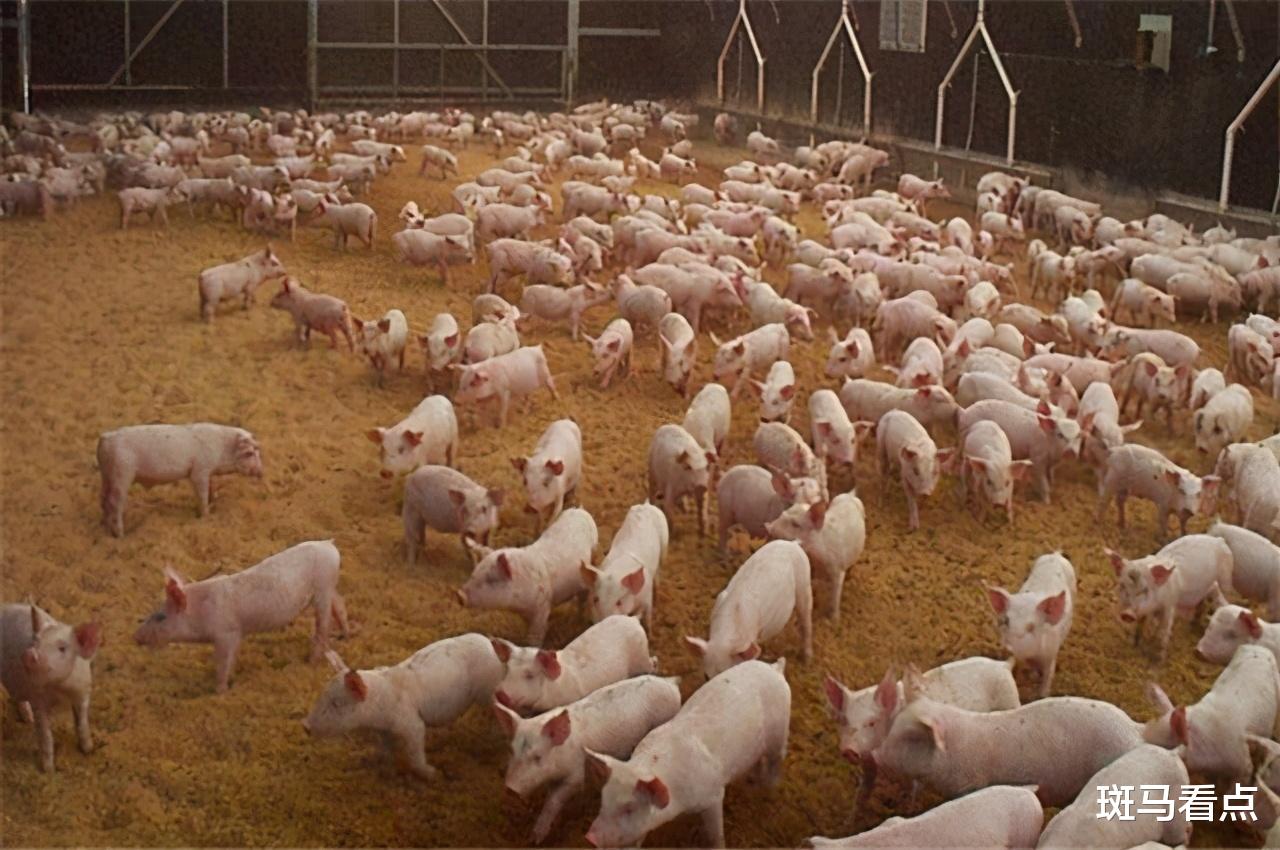 66萬噸，美豬肉對華出口量漲370%！中方宣佈“重要決定”-圖3