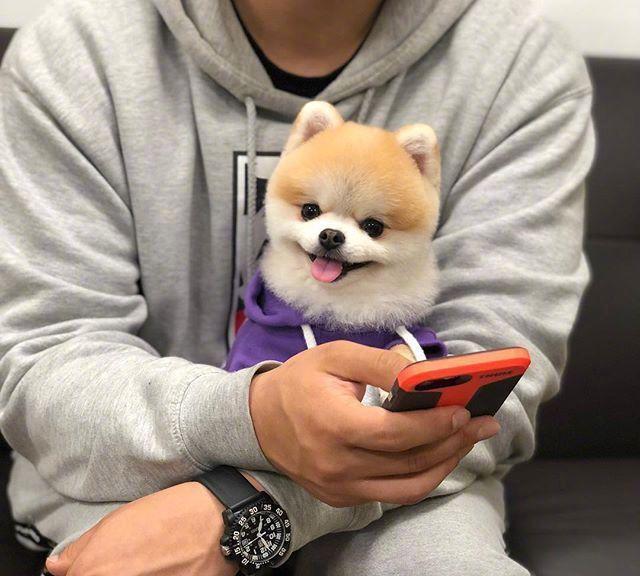 怕主银不够吃，主动加餐的汪汪