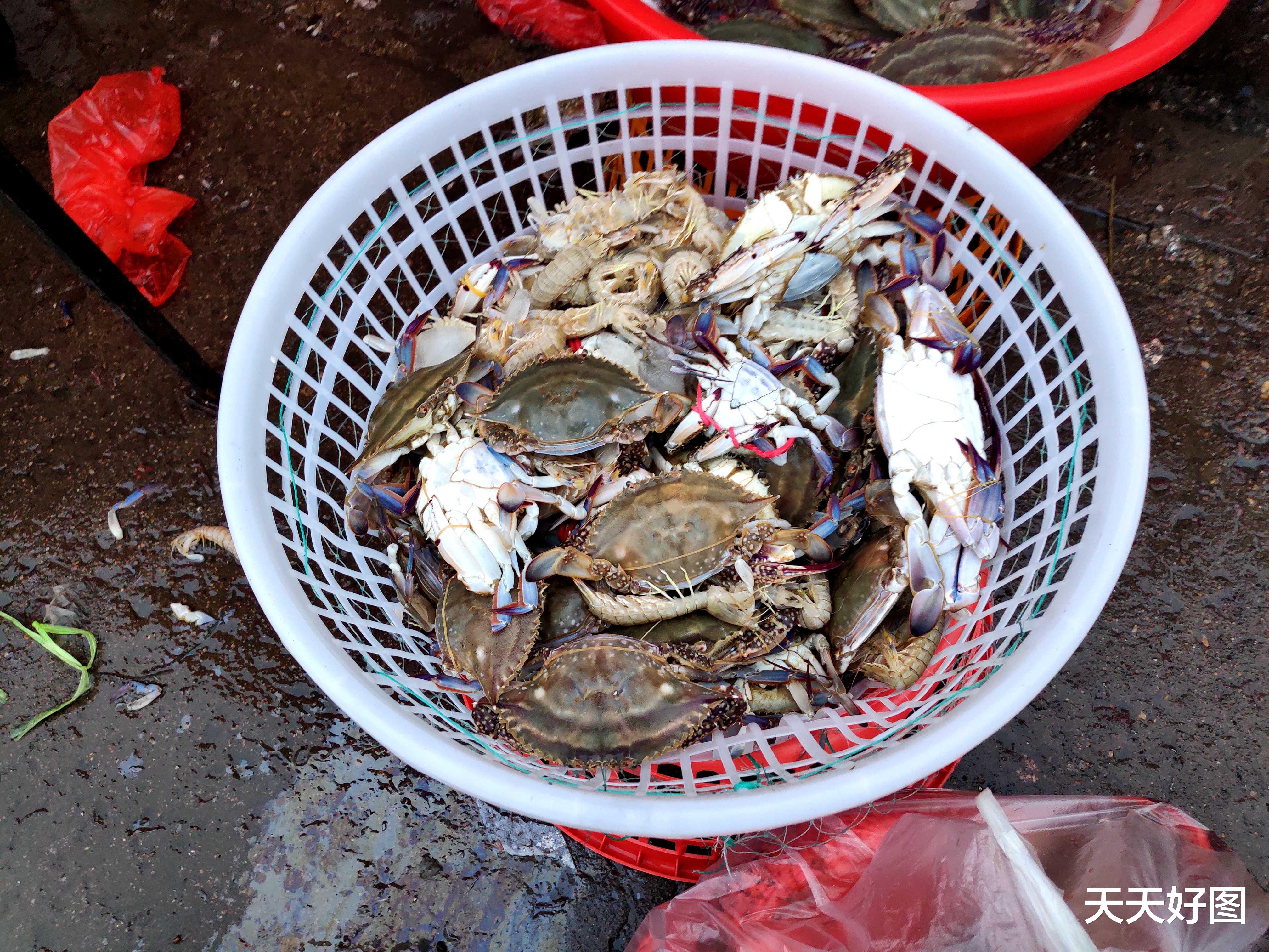 青岛市|海鲜多得吃不完，青岛野生小海鲜排队上市，新鲜大虾只要16一斤
