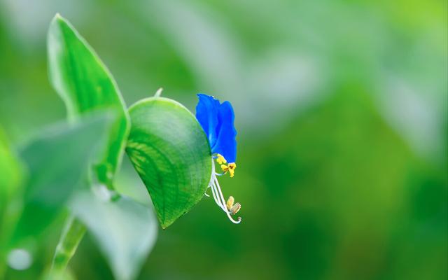 金牛座|9月下旬，月老到访，鸳鸯成双，缘定鹊桥，真爱登场，桃花爬上墙