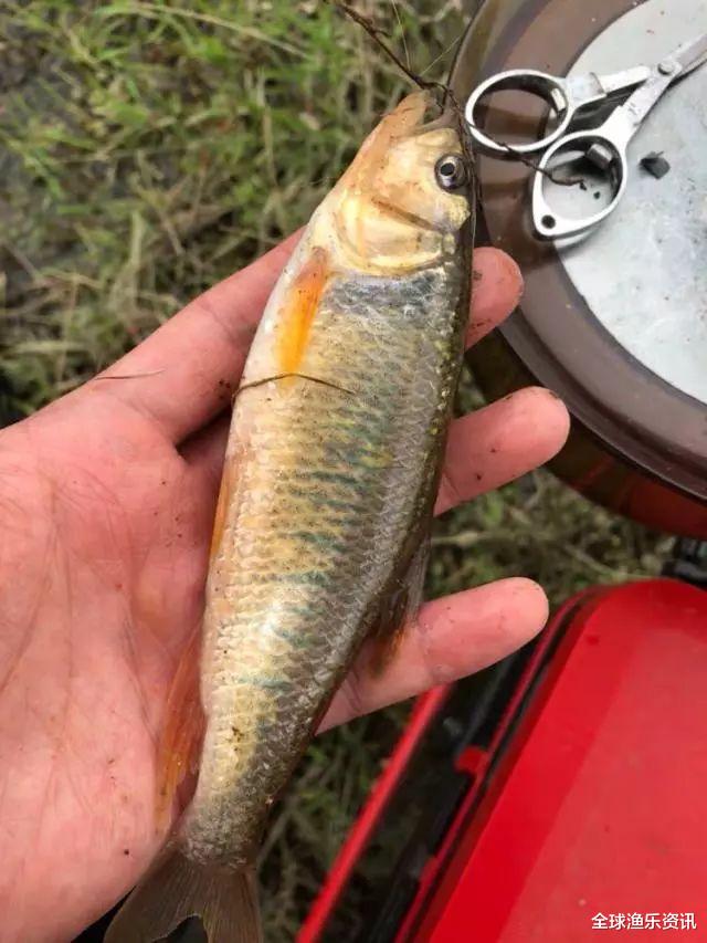 []谷雨后，假如碰到这几种情况，万万不能去钓鱼，哪怕高手也得空军